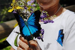 0678 Butterfly Sanctuary Kuranda